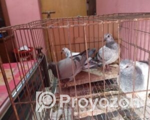 fitted-24_2026-01-03_11-07-12