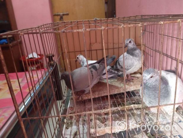 রেসার বাচ্চা