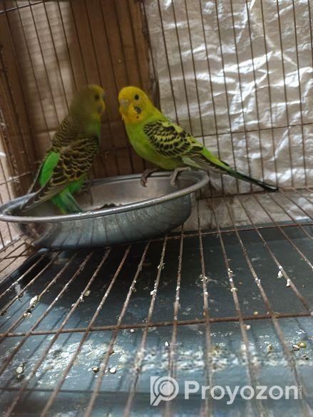 বাজরিগার পাখি