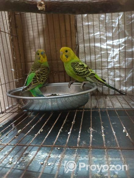 বাজরিগার পাখি