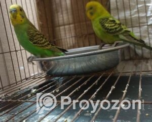 fitted-28_2026-01-12_10-17-39