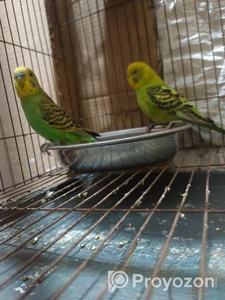 বাজরিগার পাখি