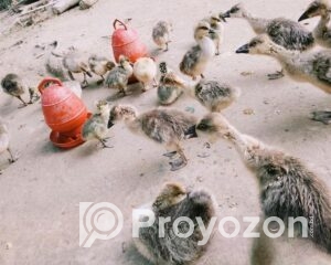 fitted-29_2026-01-04_11-23-47