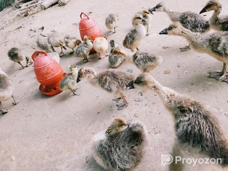 রাজা হাঁসের বাচ্চা