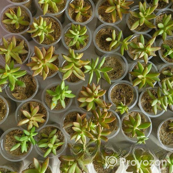 সাকুলেন্ট এর চারা