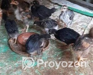 fitted-2_2026-01-04_10-26-39