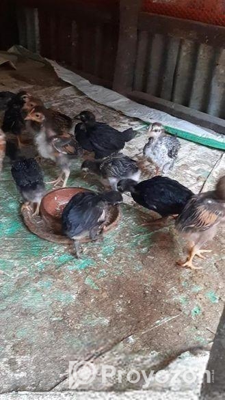 বাচ্চাসহ দেশি মুরগি