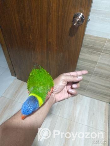 Super flying tame Rainbow Lorikeet