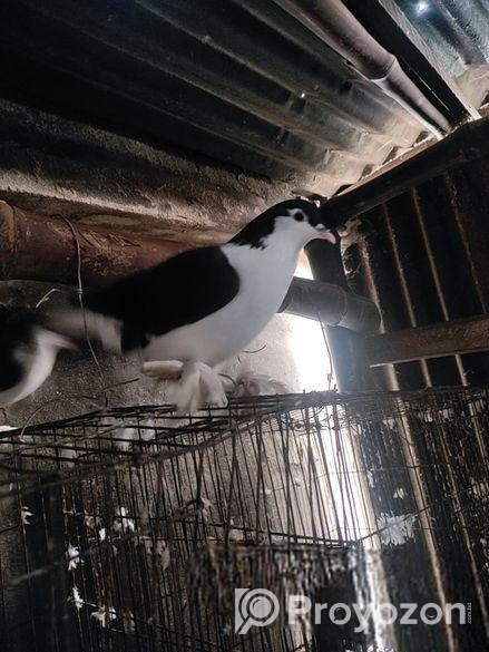 সিরাজী কবুতর ( ৫ জোড়া)