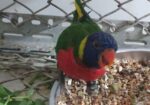 Super flying tame Rainbow Lorikeet