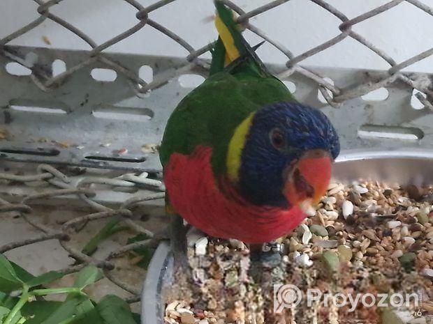 Super flying tame Rainbow Lorikeet