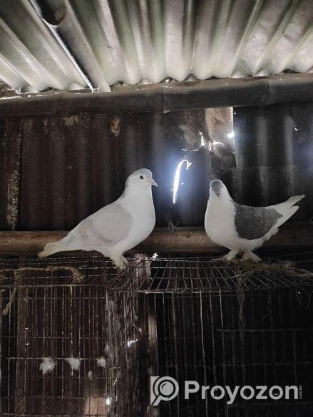 সিরাজী কবুতর ( ৫ জোড়া)