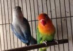 Love bird
