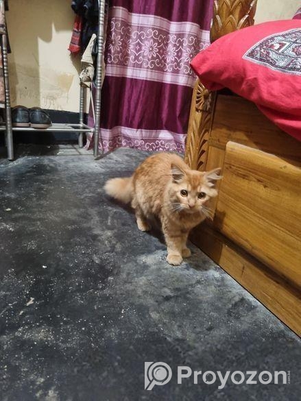 মেল ফিমেল পার্সিয়ান ক্যাট