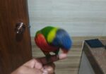 Super flying tame Rainbow Lorikeet