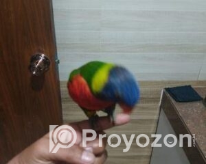 fitted-36_2026-01-12_11-09-51