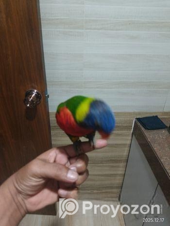 Super flying tame Rainbow Lorikeet