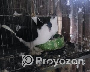 fitted-37_2026-01-06_10-09-12