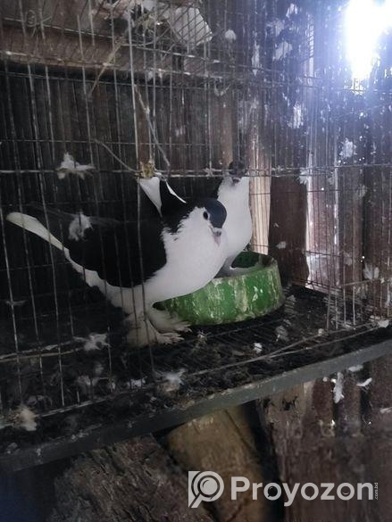 সিরাজী কবুতর ( ৫ জোড়া)