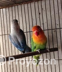 fitted-37_2026-01-10_11-29-34