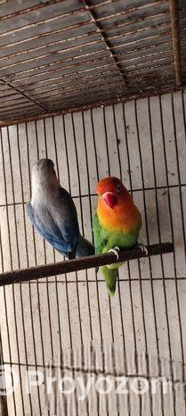 Love bird