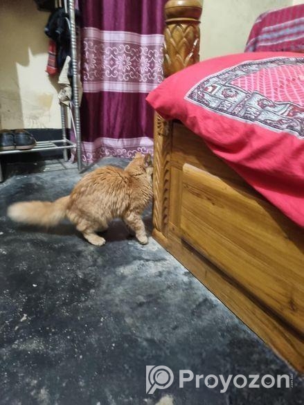 মেল ফিমেল পার্সিয়ান ক্যাট