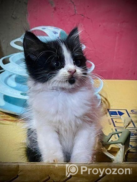 High quality mixed persian