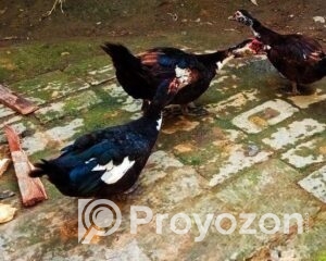 fitted-38_2026-01-06_10-11-12