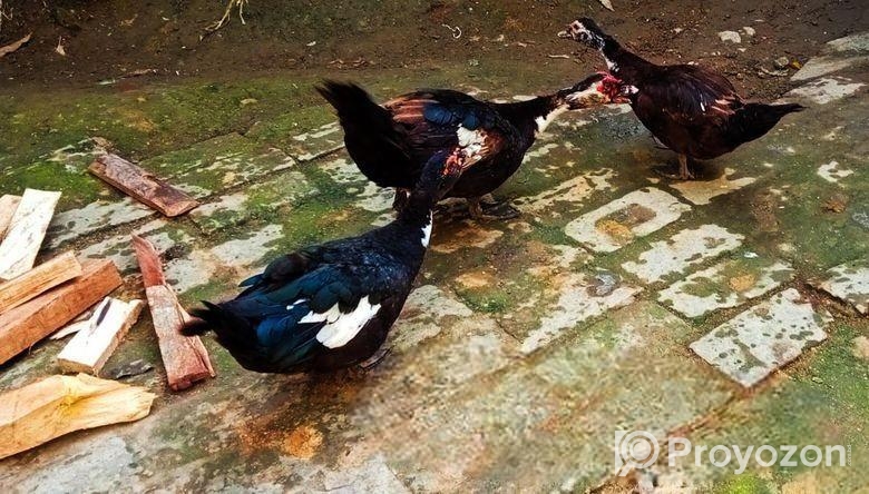 চিনা হাস বিক্রি হবে