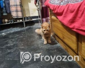 fitted-38_2026-01-12_10-36-26