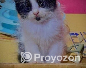 fitted-38_2026-01-14_11-35-14