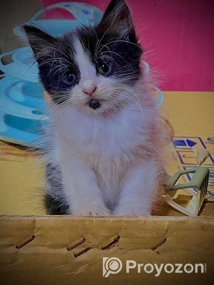 High quality mixed persian