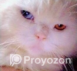 fitted-39_2026-01-04_11-15-12