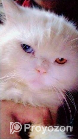 ছেলে বিড়াল (অরিজিনাল পার্শিয়ান)