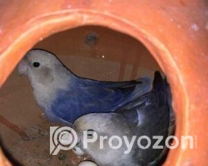 fitted-39_2026-01-10_11-32-11