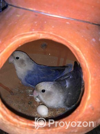 লাভ বার্ড পাখি