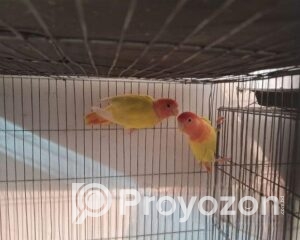 fitted-39_2026-01-12_11-15-30