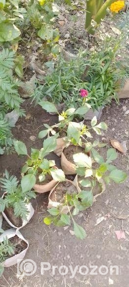 চন্দ্রমল্লিকা,ডালিয়া, ইত্যাদি গাছ সেল হবে