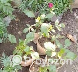 fitted-3_2026-01-03_11-31-41