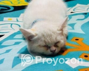 fitted-3_2026-01-18_10-43-39