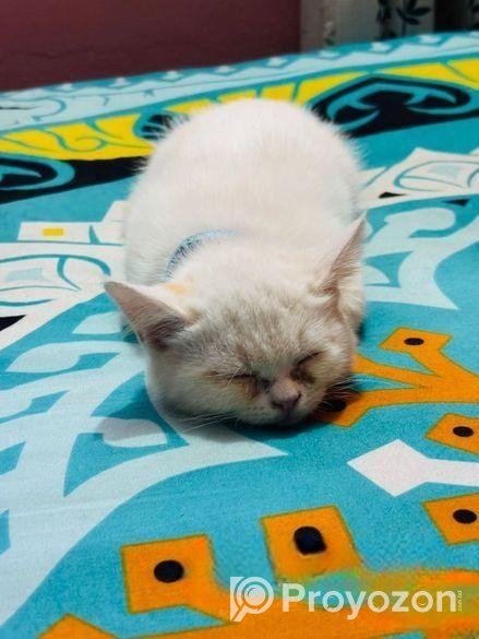 White Mix Breed Cat For Sell