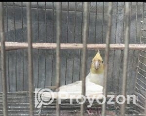 fitted-3_2026-01-19_10-06-19