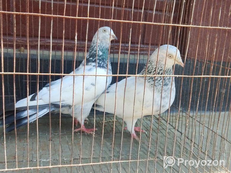 খুব ভালো মানের এক জুরা গিরিবাজ আর্মি কোয়ালিটির