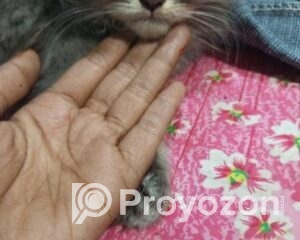 fitted-40_2026-01-14_11-37-50