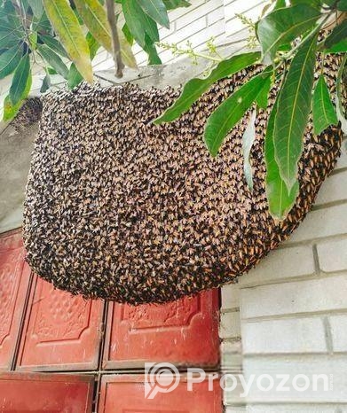 ১০০& খাঁটি মধু