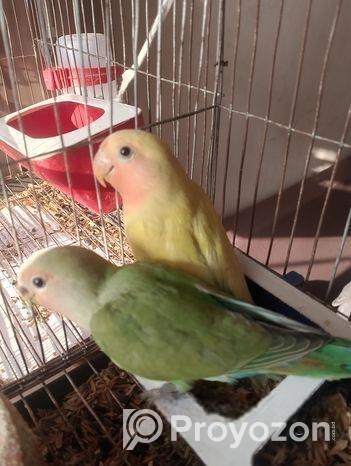 ৪ পিস লাভবার্ড বিক্রি করা হবে