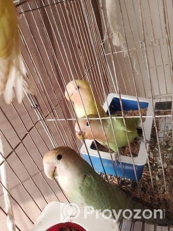 ৪ পিস লাভবার্ড বিক্রি করা হবে