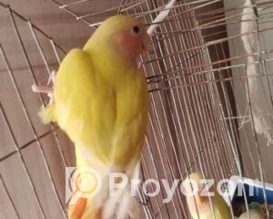 fitted-47_2026-01-10_11-44-28