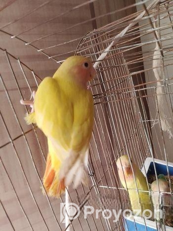 ৪ পিস লাভবার্ড বিক্রি করা হবে