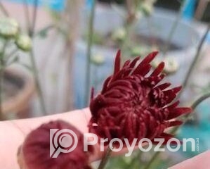 fitted-4_2026-01-03_11-39-32